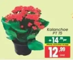 Primor Supermercado Kalanchoe pt 15 oferta