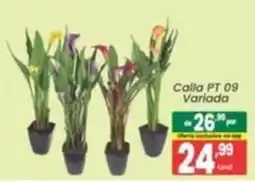 Primor Supermercado Calla pt 09 variada oferta