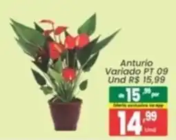 Primor Supermercado Anturio Variado Pt 09 oferta