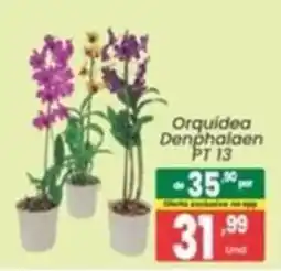 Primor Supermercado Orquídea Denphalaen PT 13 oferta