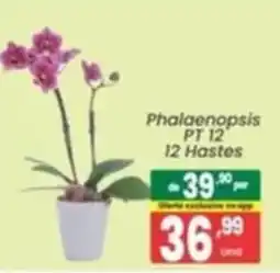 Primor Supermercado Phalaenopsis pt 12 12 hastes oferta
