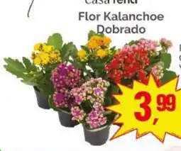 Supermercados Rena Flor Kalanchoe Dobrado oferta