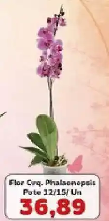 Supermercados Tauste Flor Orq. Phalaenopsis oferta