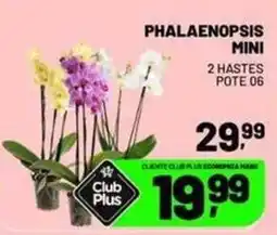 Supermercado Cubatao Phalaenopsis mini oferta