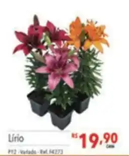 Supermercados Condor Lírio oferta