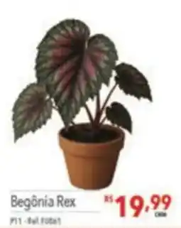Supermercados Condor Begônia Rex oferta