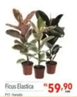 Supermercados Condor Ficus Elastica oferta