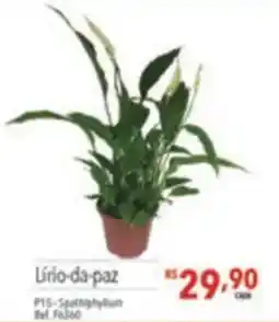 Supermercados Condor Lírio-da-paz oferta