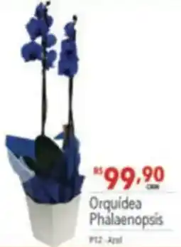 Supermercados Condor Orquidea Phalaenopsis oferta