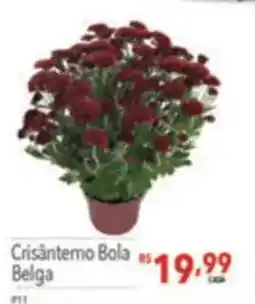 Supermercados Condor Crisântemo Bola Belga oferta