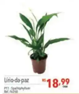 Supermercados Condor Úrio-da-paz oferta