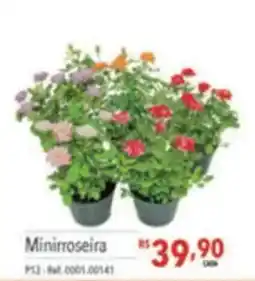 Supermercados Condor Minirroseira oferta