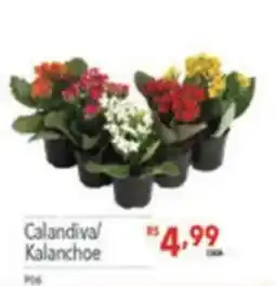 Supermercados Condor Calandiva/ Kalanchoe oferta