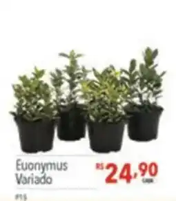 Supermercados Condor Euonymus variado oferta