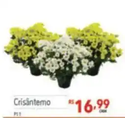 Supermercados Condor Crisântemo oferta