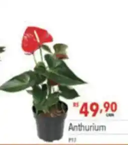 Supermercados Condor Anthurium oferta