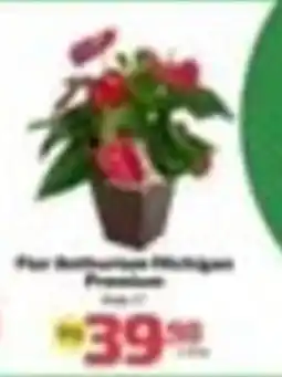 Supermercado Jacomar Pote de flores oferta