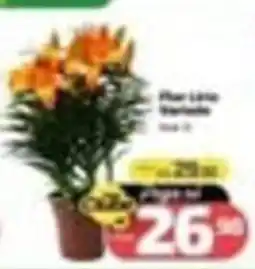 Supermercado Jacomar Flor Lírio Variada oferta