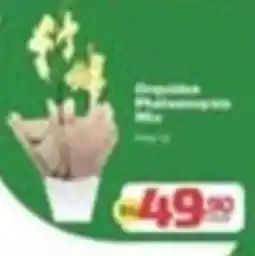 Supermercado Jacomar Orquídea Phalaenopsis Mix oferta