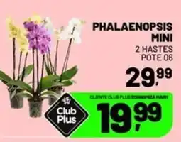Spasso Sabores Phalaenopsis mini oferta