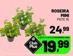 Spasso Sabores Roseira mini oferta