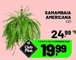 Spasso Sabores Samambaia americana c21 oferta