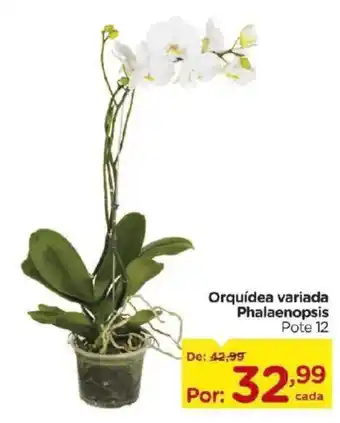 Orquídea variada Phalaenopsis