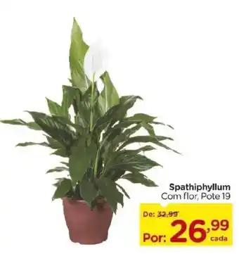 Spathiphyllum com flor