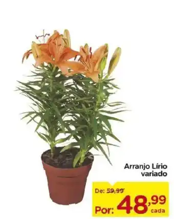 Arranjo Lírio variado