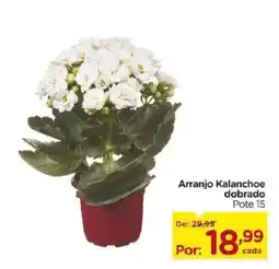 Carrefour Arranjo Kalanchoe dobrado oferta