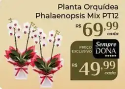 Dona de Casa Planta Orquídea Phalaenopsis Mix PT12 oferta