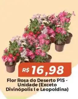 Mart Minas Flor rosa do deserto p15 oferta