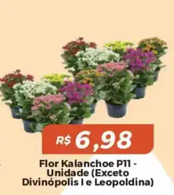Mart Minas Flor Kalanchoe P11 oferta