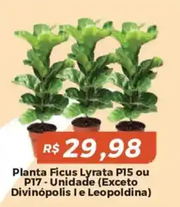 Mart Minas Planta Ficus Lyrata P15 ou P17 oferta