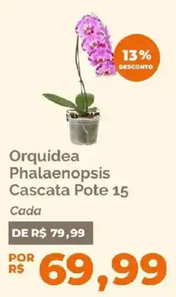 Oba Hortifruti Orquídea phalaenopsis cascata pote 15 oferta