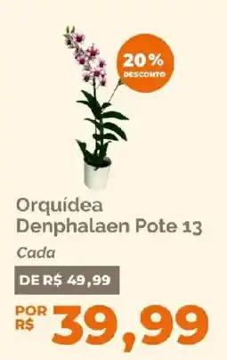 Oba Hortifruti Orquídea Denphalaen Pote 13 oferta