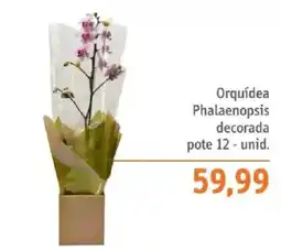 Sonda Orquídea Phalaenopsis decorada oferta