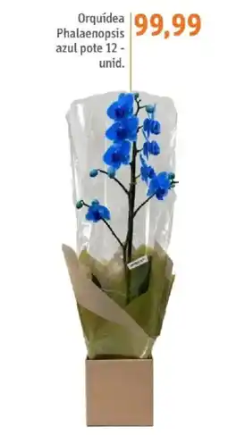 Sonda Orquídea Phalaenopsis azul oferta