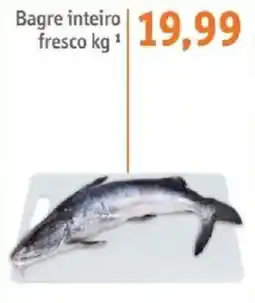 Sonda Bagre inteiro fresco oferta