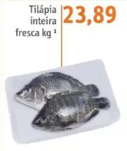 Sonda Tilápia inteira fresca oferta