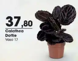 Zaffari Calathea Dottie oferta