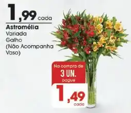 Zaffari Astromélia variada galho oferta