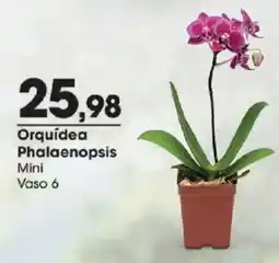 Zaffari Orquídea phalaenopsis mini vaso 6 oferta