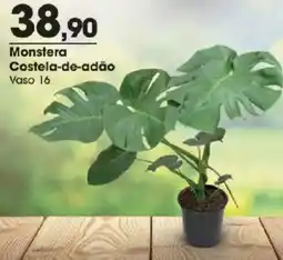 Zaffari Monstera costela-de-adão oferta