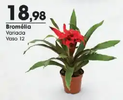 Zaffari Bromélia variada oferta