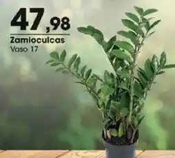 Zaffari Zamioculcas oferta