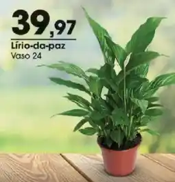 Zaffari Lírio-da-paz oferta