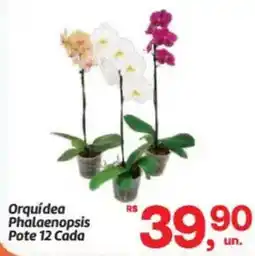 Fort Atacadista Orquídea Phalaenopsis oferta