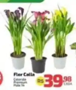 Supermercado Jacomar Flor Calla oferta
