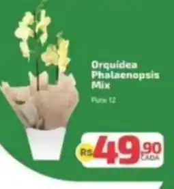 Supermercado Jacomar Orquídea phalaenopsis mix oferta